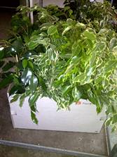 ficus assorted